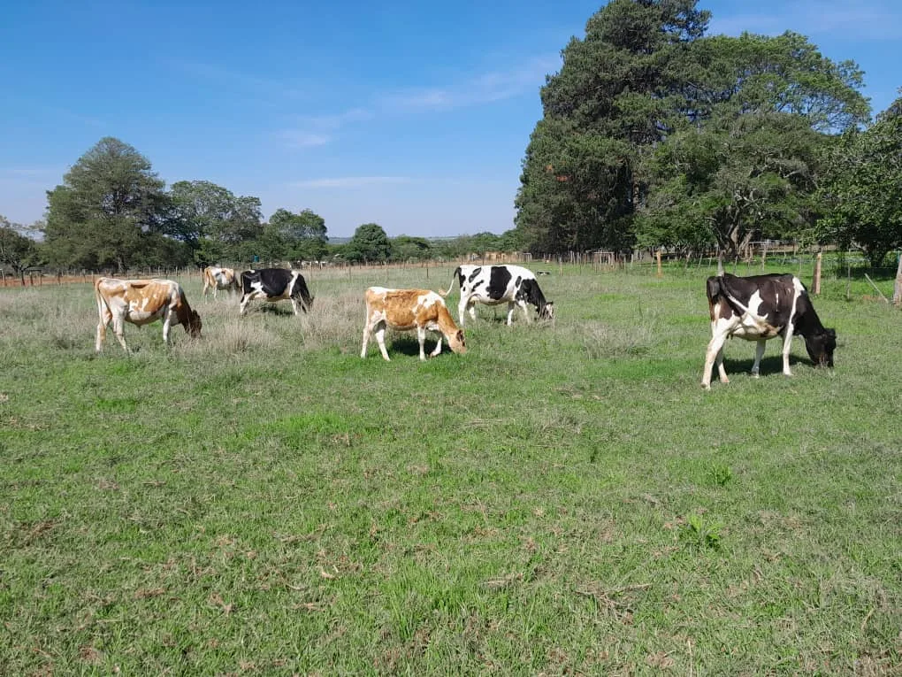 Animals at Gatehouse